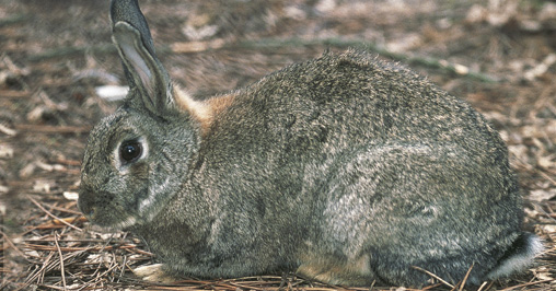 Coniglio selvatico